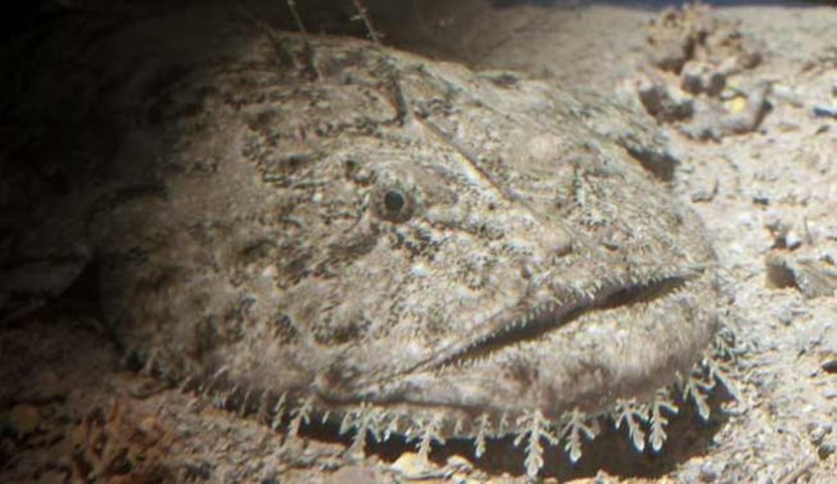 Los métodos de cortejo animal más curiosos