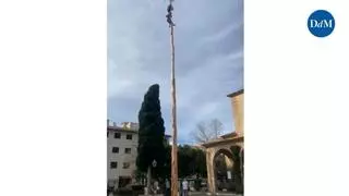 Hazaña en la intimidad un día después: un joven de 15 años corona el pi de Sant Antoni del Port de Pollença