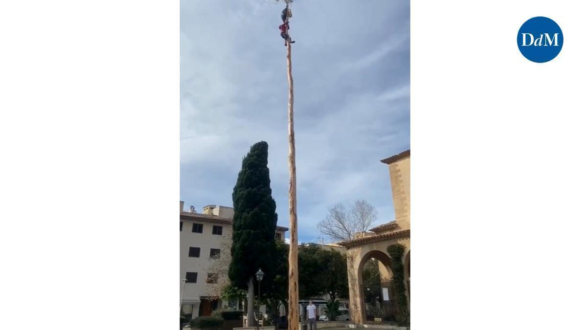 Un joven de 15 años corona el Pi del Port de Pollença