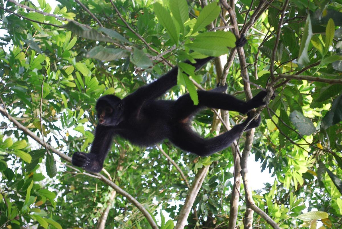 Mono araña peruano (Ateles chamek).