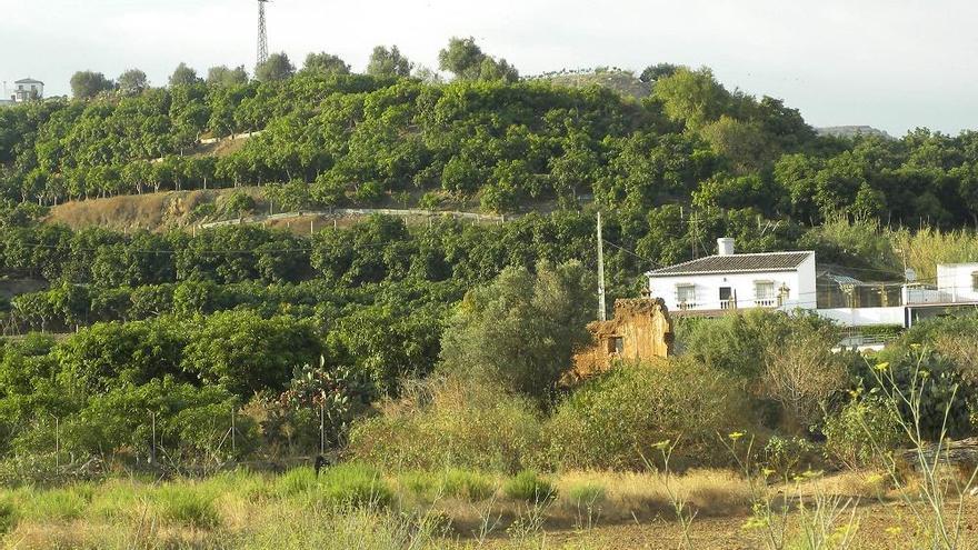 Una finca de aguacates en el litoral de la comarca malagueña de la Axarquía.