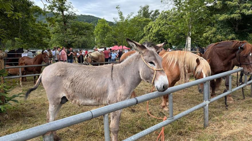 La Feriona de Corao, sin ganado vacuno, su principal reclamo, debido a una alerta sanitaria