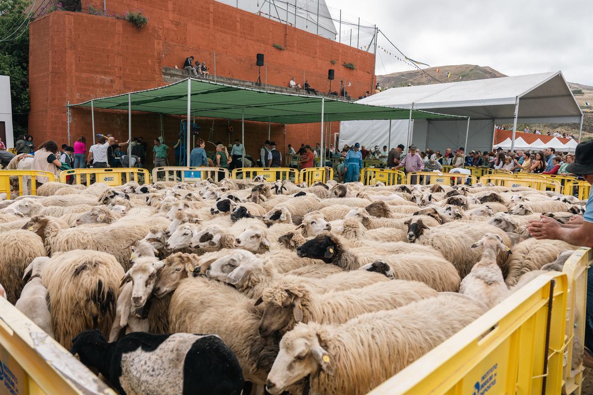 Fiesta de la Lana de Gáldar 2025
