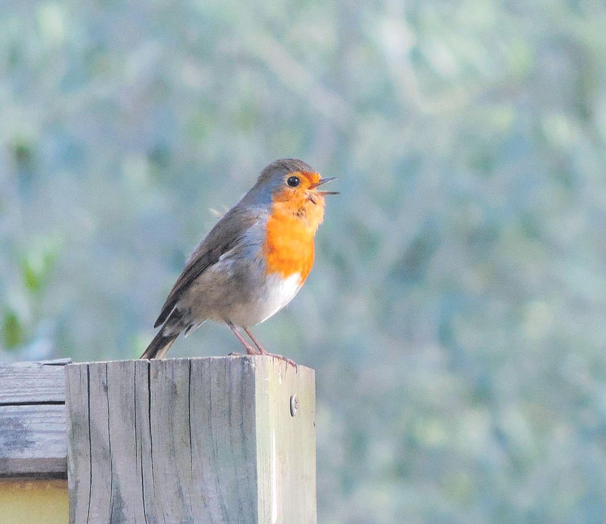 Un petirrojo cantando en plena naturaleza.
