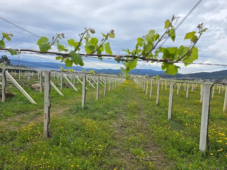 Viñedos en Vilagarcía, donde el sector trata de controlar el desarrollo de vegetación adventicia.