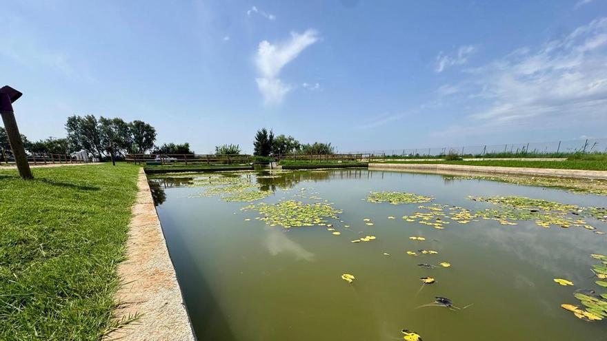 El Palmar reforça la recuperació de les espècies d’aigua dolça més amenaçades