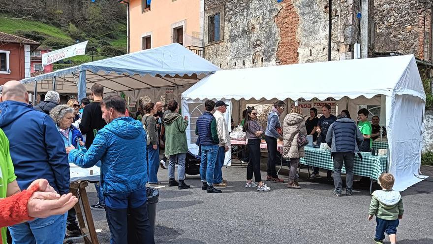 Los tortos, protagonistas por séptima vez en Meré (Llanes)