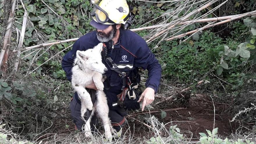 La perra, tras ser rescatada.