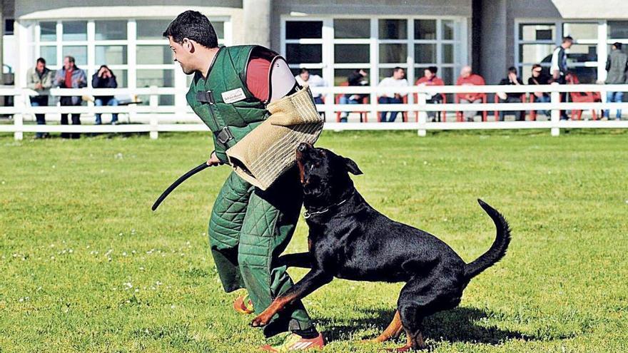 El temor a una multa dispara el censo de perros peligrosos en 3.650 más en dos años