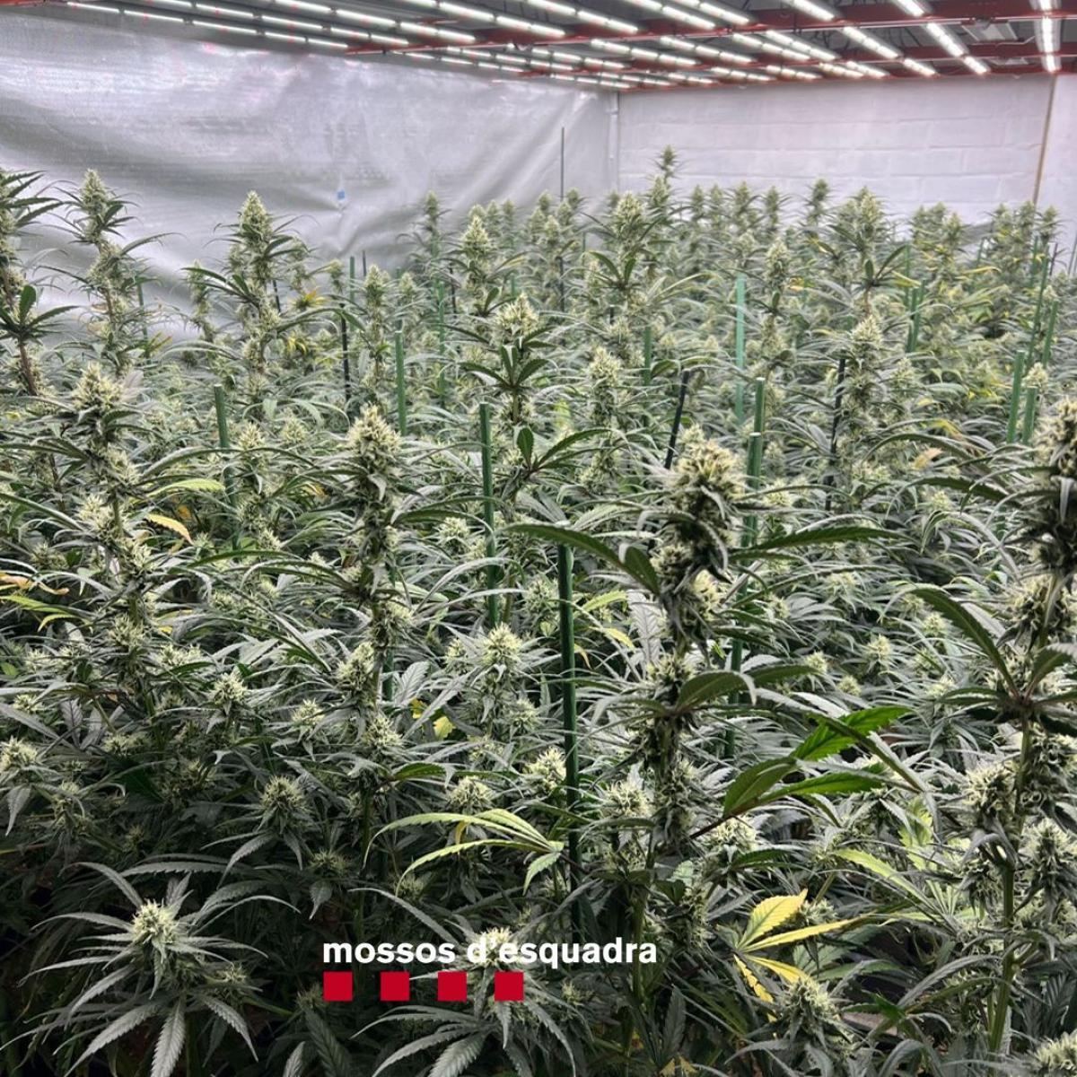 Imagen de una plantación de marihuana Imagen de una plantación de marihuana