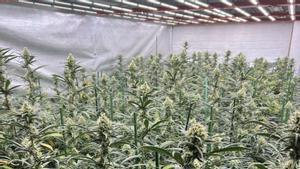 Imagen de una plantación de marihuana