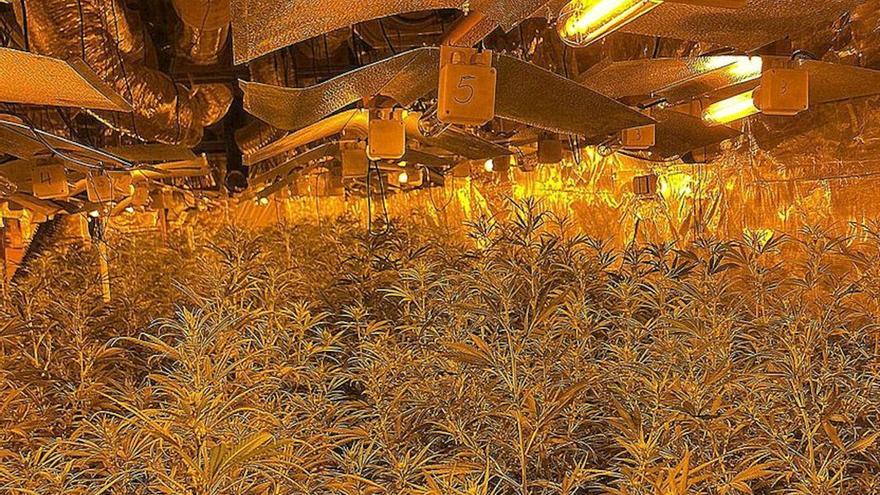 Desmantellen una plantació de marihuana a Blanes valorada en 1,7 milions d&#039;euros