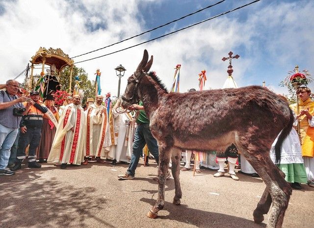 Feria de ganado y procesión por las Fiestas de San Benito en La Laguna, julio 2022