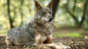 Lobo Ibérico en la reserva Natural de Marcelle (Lugo).