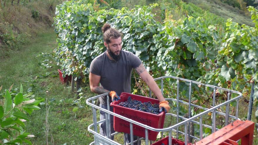 René Méndez, hace unos días, cargando una de las cajas de uva carrasquín en una viña de la firma Monasterio  de Corias. | D. Álvarez