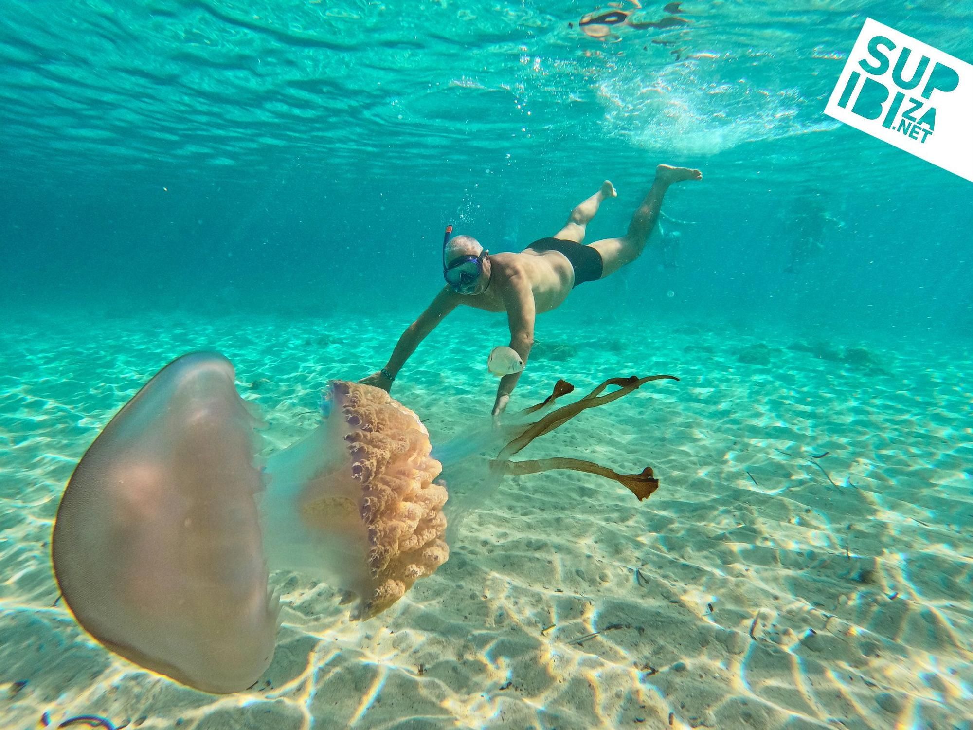 Un grupo de turistas se topa con una medusa de 40kg en Ibiza y se baña con ella