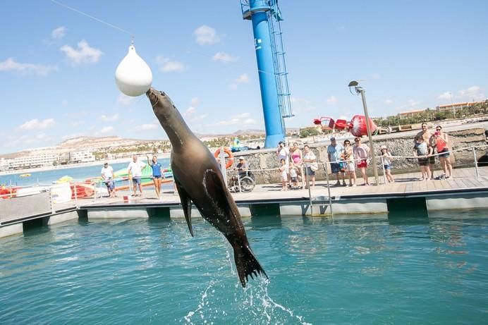 FUERTEVENTURA - Oceanarium Explorer  - CALETA DE FUSTE - 06-05-17