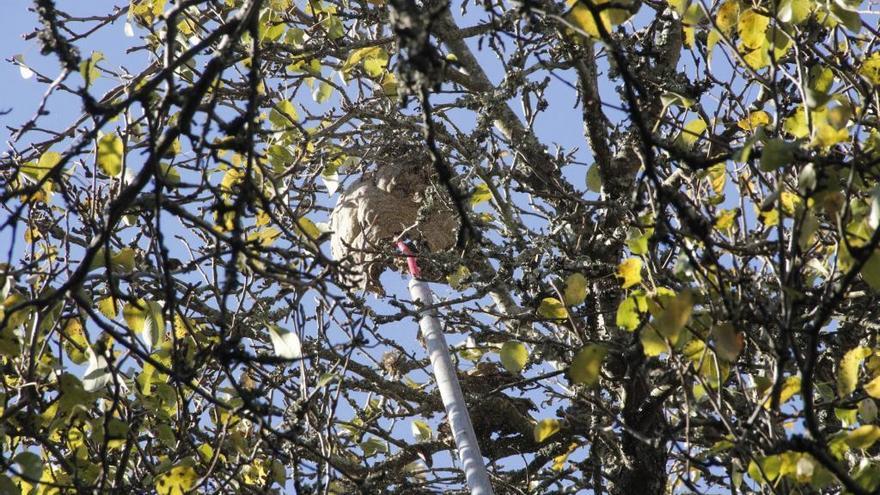 Nido de avispa velutina.