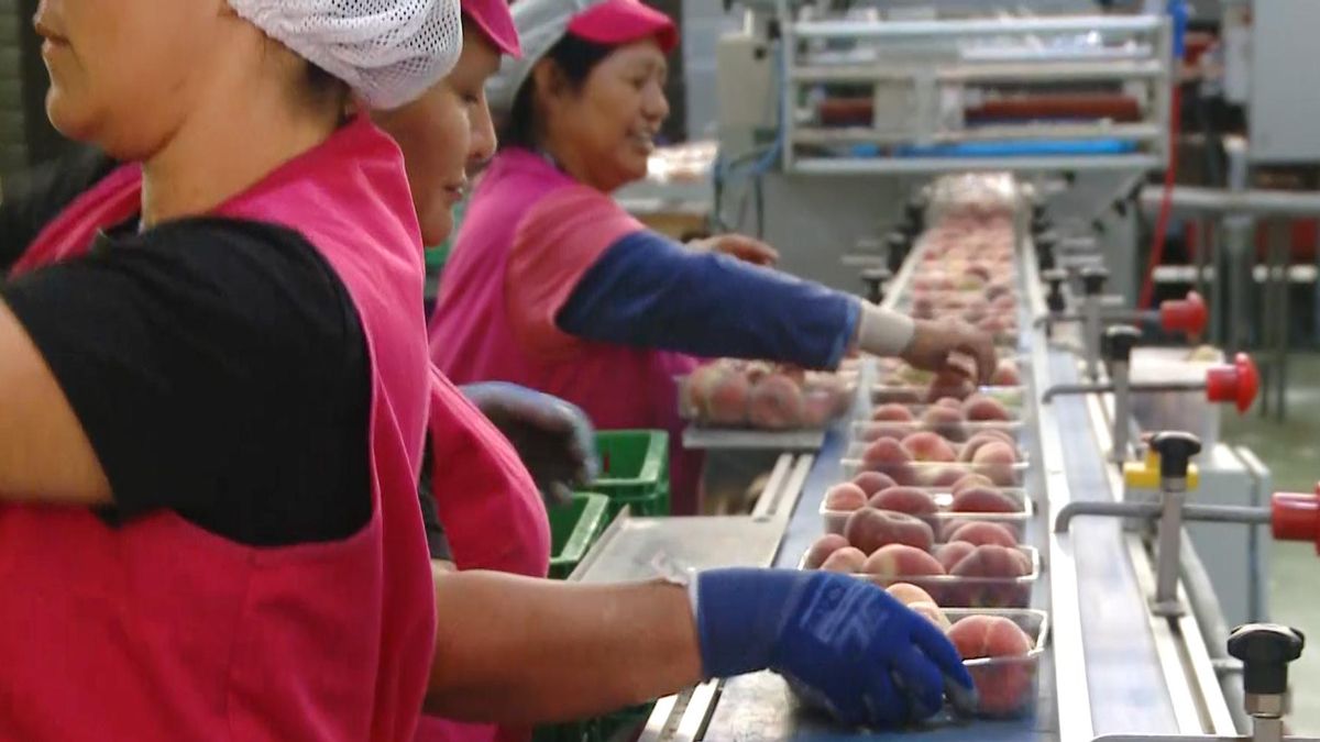 Lineal de empaque de frutas de una cooperativa agroalimentaria.