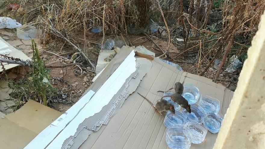 Ratas alimentándose en el solar abandonado en Palma.