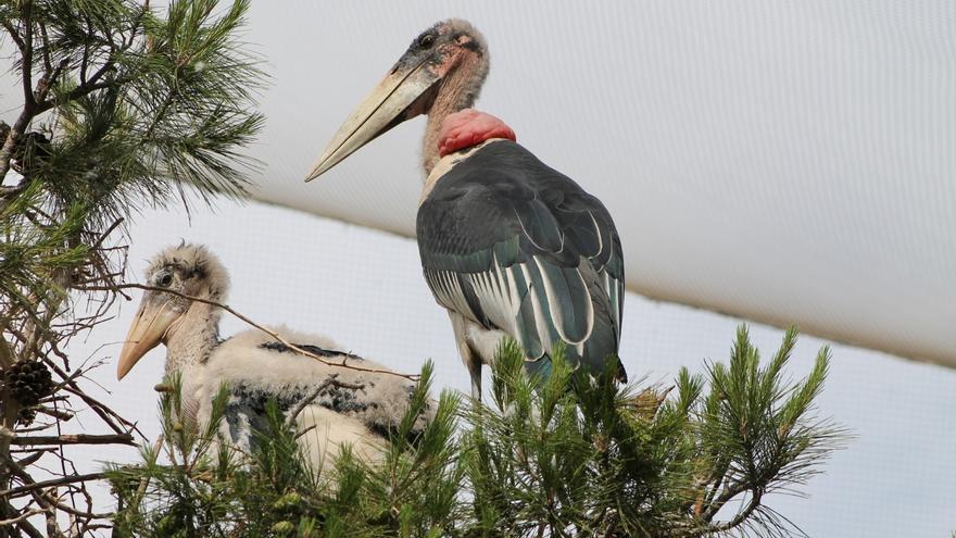 Terra Natura Murcia suma un polluelo de Marabú