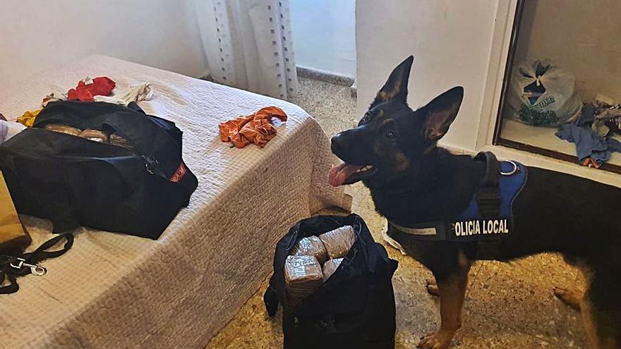 Ares, junto a las dos mochilas repletas ed hachís que detectó en el piso. | LEVANTE-EMV