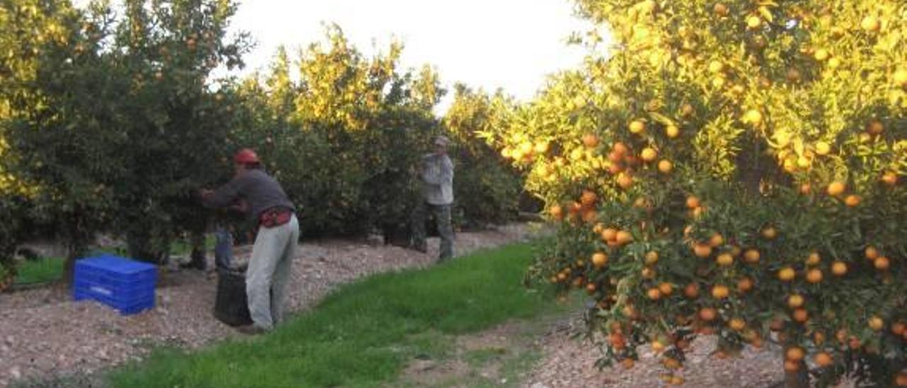 La ocupación irregular se reduce un tercio en la C. Valenciana durante 2015