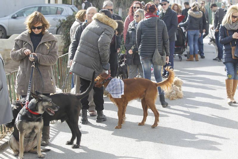 Benidición de animales en la Ermita de Vera y en la Punta