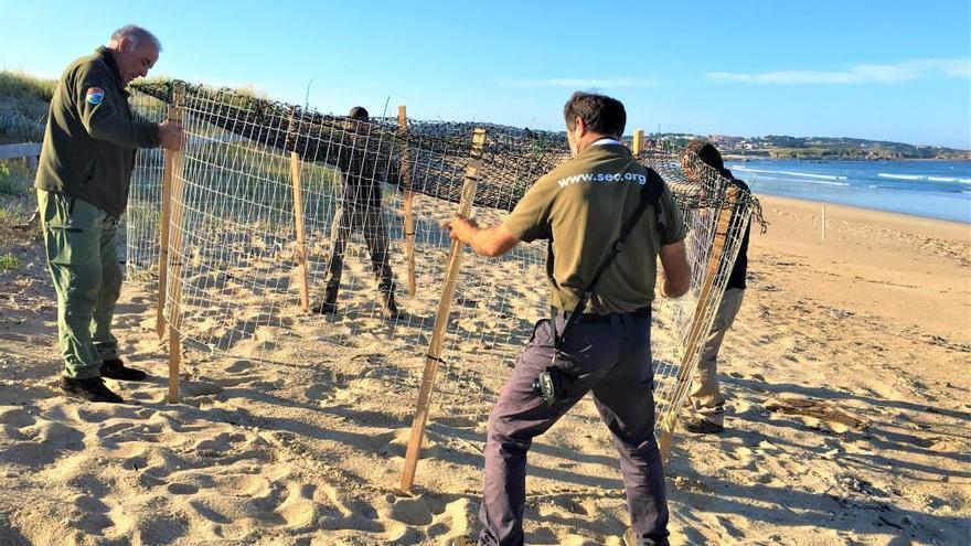 Instalación de un jaulón de protección en un nido de chorlitejo en la playa de A Lanzada, a cargo de SEO-Pontevedra.