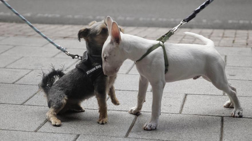 ANIMALES DOMÉSTICOS | Las mascotas serán miembros de la familia por ley en  España desde hoy