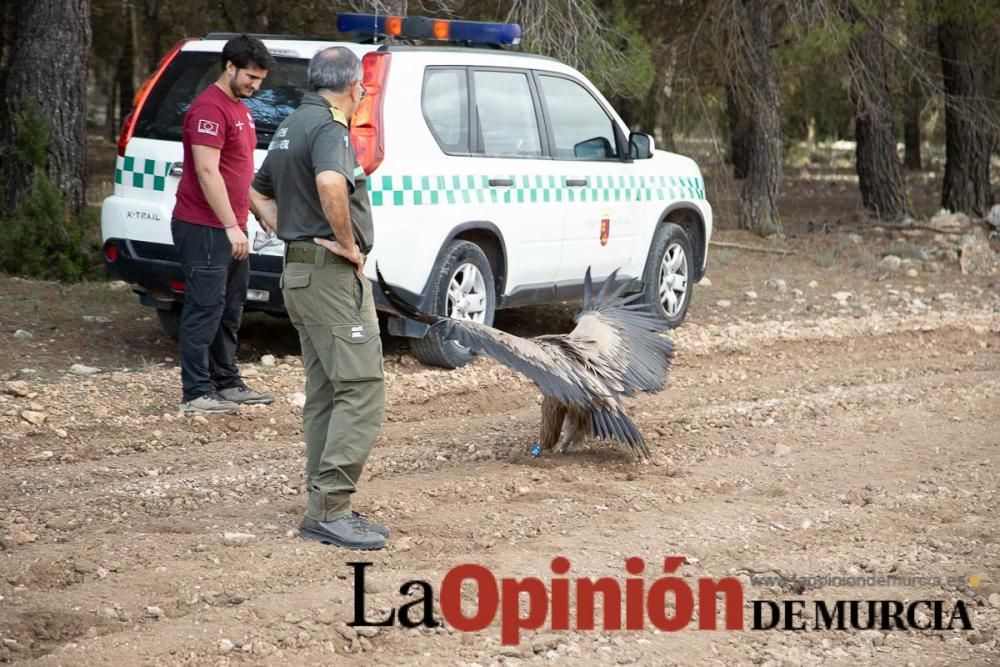 Liberan un Buitre Leonado en la Sierra de Mojantes