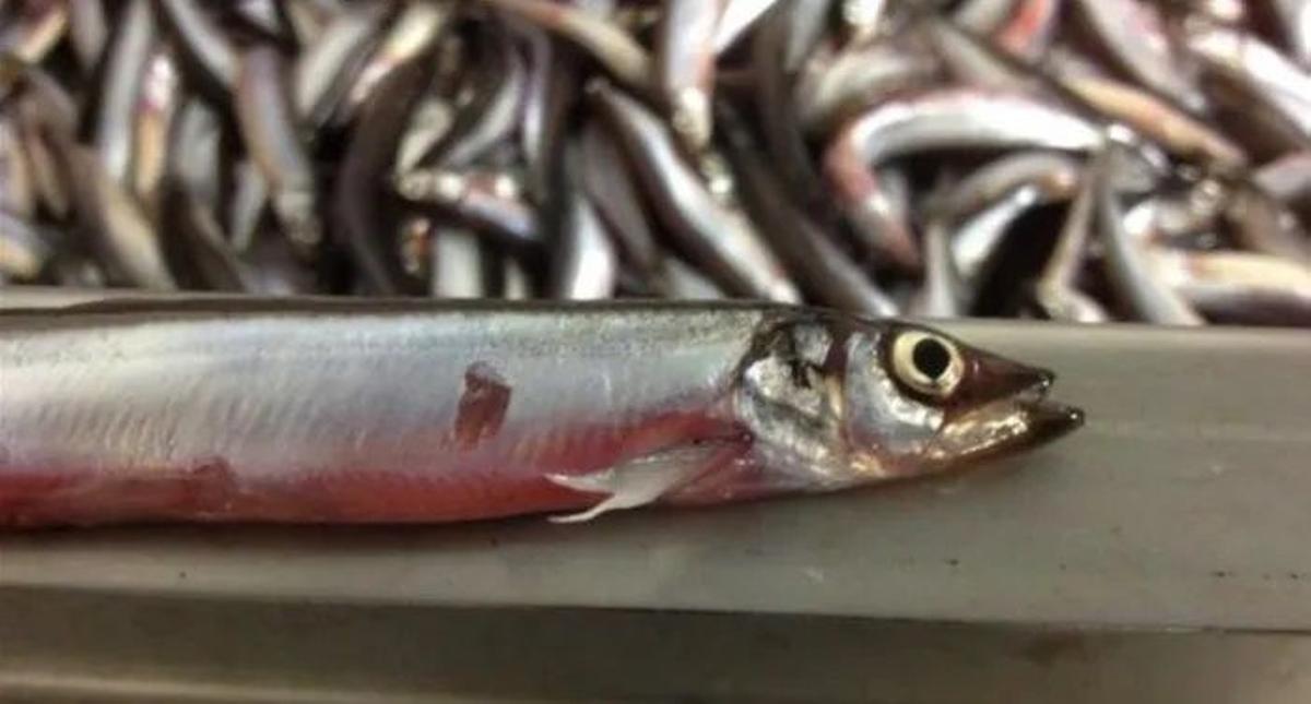 El capelán, alimento del salmón