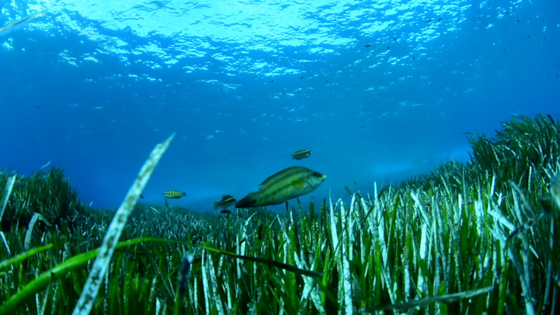 La posidonia de Illetes tiene 2.355 años