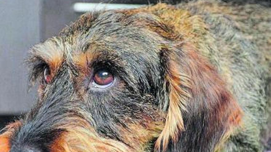 Vio a su madre abandonar un perro