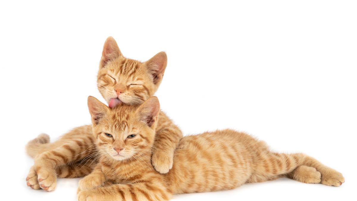 Mascotas: Las cinco razas de gato más cariñosas con sus dueños