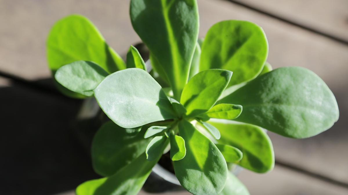 Verdolaga planta: estos son los cuidados que necesita.