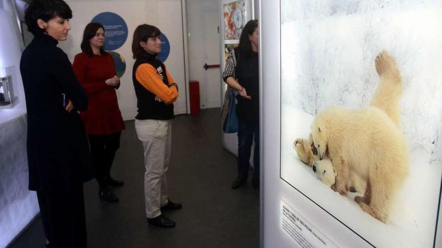 Uno de los paneles expuestos en la Praza de España relativo a los osos polares. // Rafa Vázquez