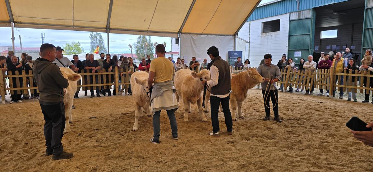 Albalá se prepara para celebrar su XXII Feria de Ganado Selecto con más animales y nuevas razas.