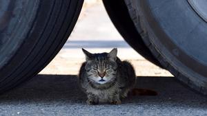 zentauroepp44381580 gatos puerto180723191210