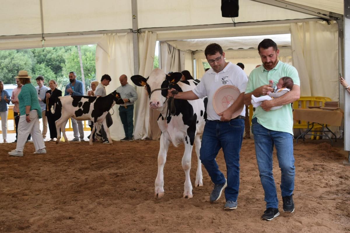 Jaume, de apenas un mes, fue el participante más joven en el desfile de vacas de Campos.