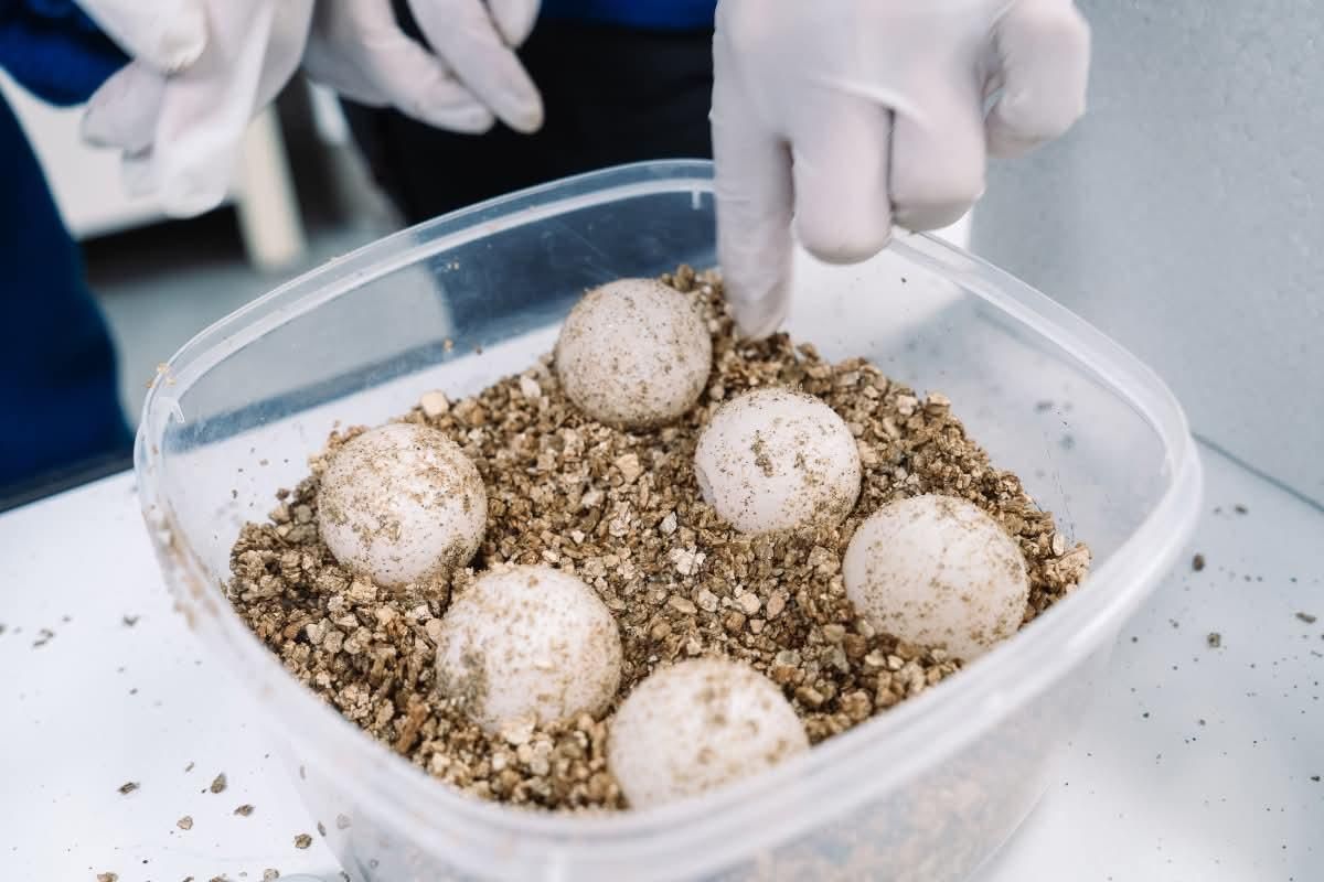 Seis de los huevos se han llevado a la Fundación Oceanogràfic