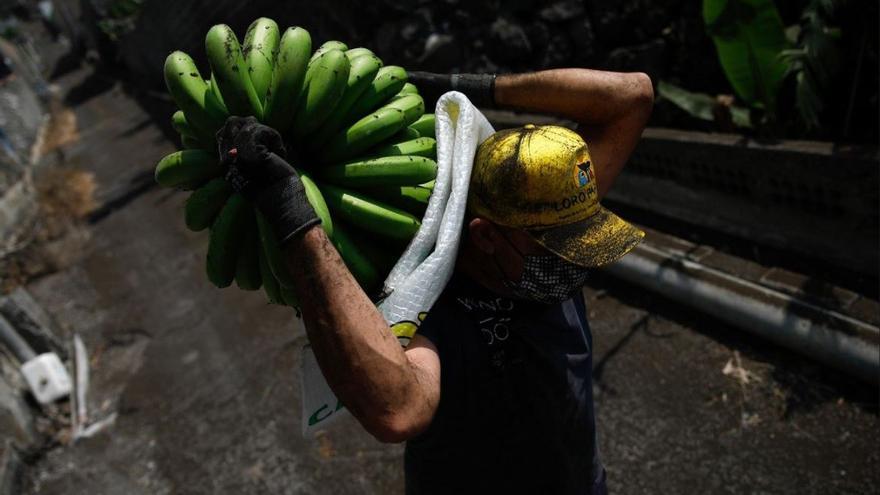 Un agricultor recoge plátanos en La Palma ante al avance de la lava.