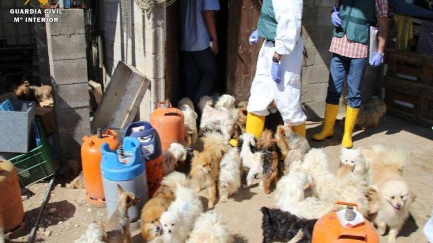 El Centro de Protección Animal recibe más de 1.000 peticiones para adoptar a los perros rescatados en Maella