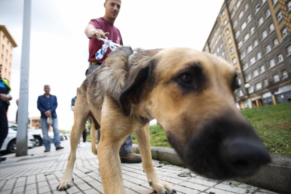 Perro rescatado en Puerta de la Villa