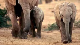 Vídeo | La escena viral de un elefante bebé que intenta asustar a unos turistas de safari en Sudáfrica