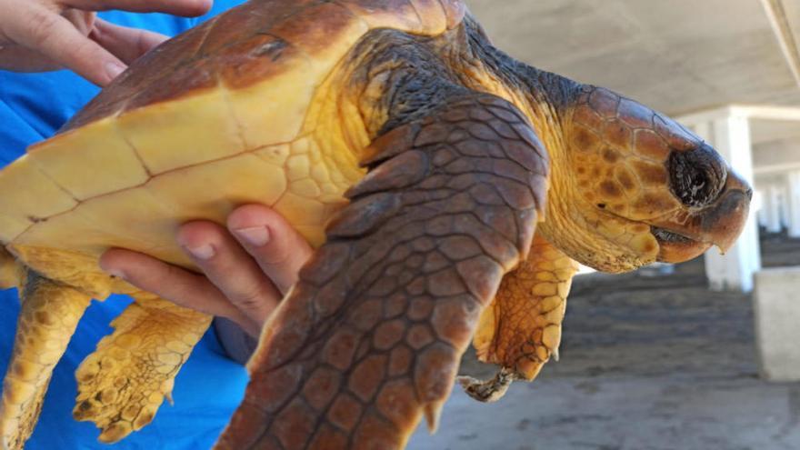 Fauna en Canarias | Extraen más de 100 trozos de macroplásticos del interior de la tortuga intervenida