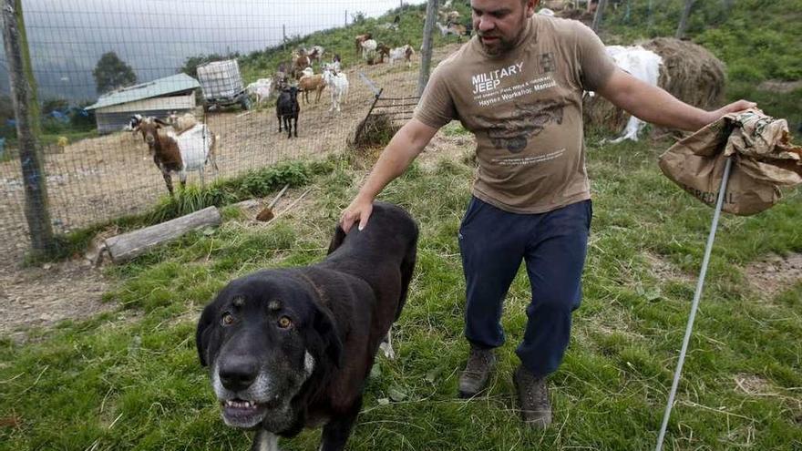 Ángel Reguero, ayer, junto a su mastín hembra, en el cerco de Rozaflor, con varias cabras al fondo.