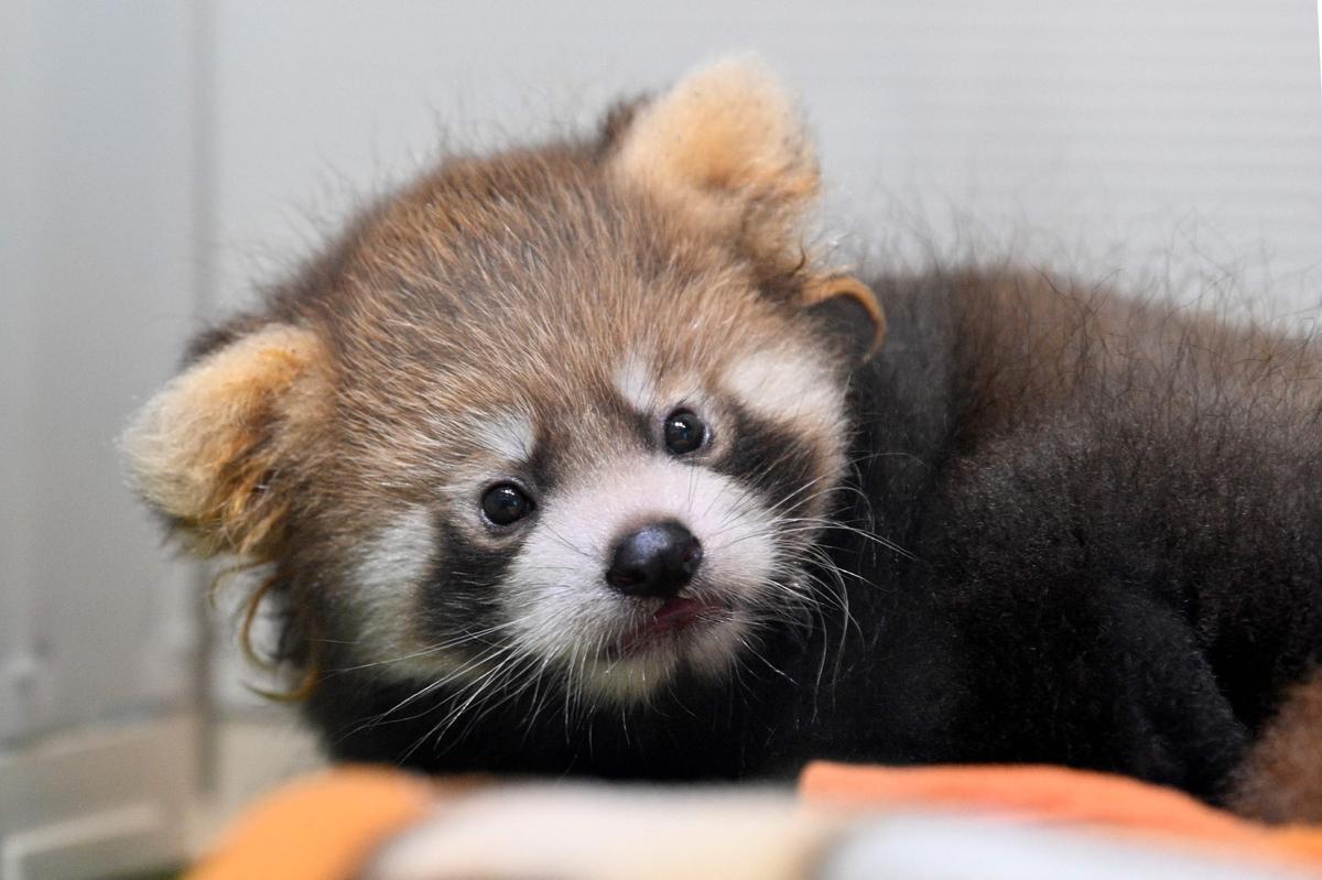 Dos cachorros de panda rojo, presentados en Yokohama