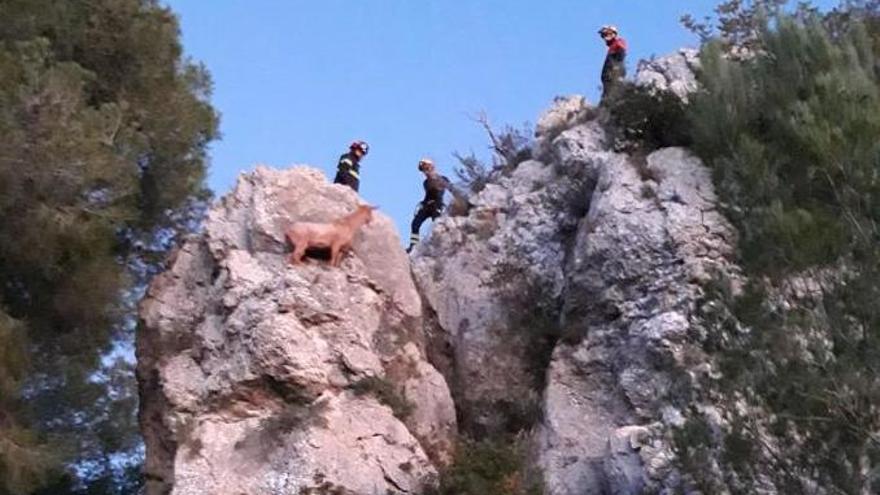 Los bomberos rescatan a una cabra atrapada en un escarpado risco de Xàbia