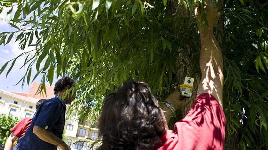 Técnicos de Asprosub y de la empresa colocan los insectos beneficiosos en un árbol de la Plaza del Grano